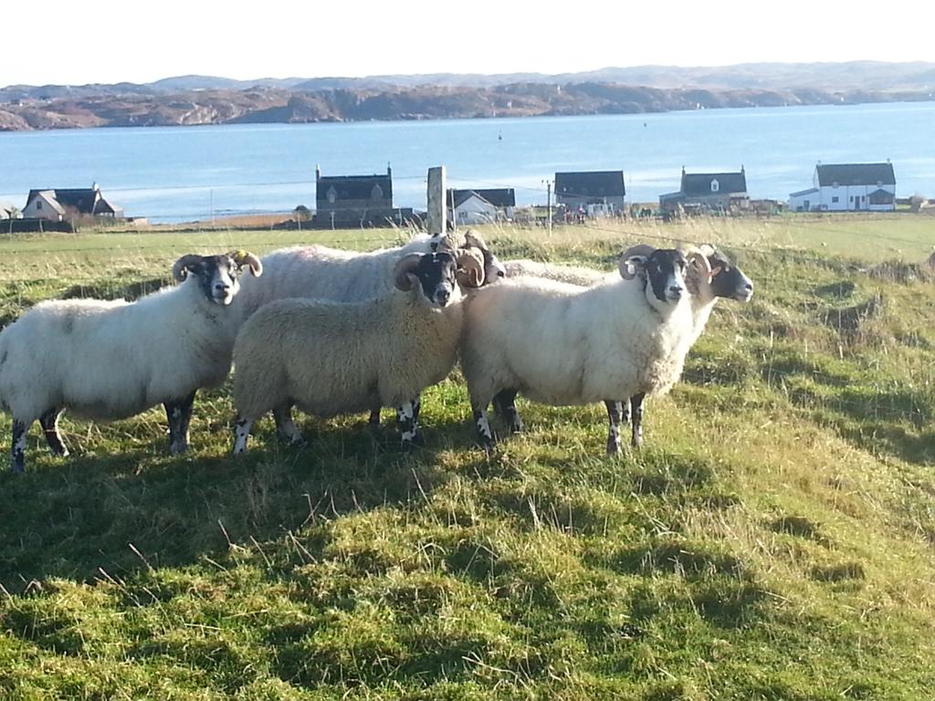 maolfold's tweet photo. Tups and show ewes enjoy heat! #scottishblackface #isleofiona @macinnes_john @sheepschool @james_davison41 http://t.co/IPLm1Nl8tr