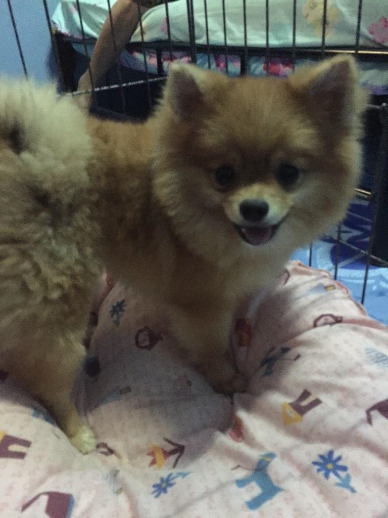 ZSarunya's tweet photo. Love u . My son 🐶 http://t.co/zQNvljDb7L