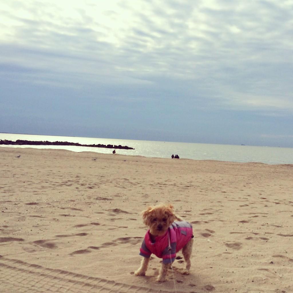Shimmer_Star_'s tweet photo. Making sure everything is copacetic in Coney before heading to my supervisor job on Bedford Ave! http://t.co/2BppZZzdY8