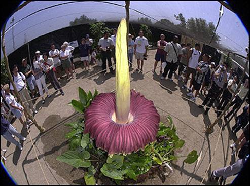 Worlds largest flower Cadaverous
Blooms only during 3days every 40 yr
Its 2mtrs high &amp; weighs 75 kg
London Kew Garden