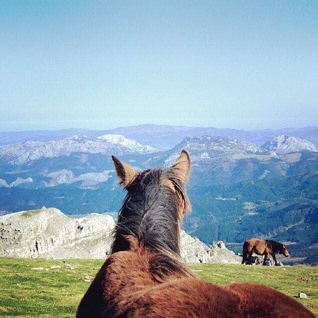 euskogram's tweet photo. Iñigo (http://t.co/9lMrFHL6e9) nos acerca a lo que podría ser la vida vista a lomos de un caballo. http://t.co/1DVavLJEDD