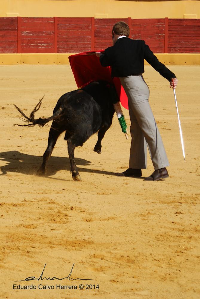 Mrmartinsx's tweet photo. Aquí unas fotos del novillo que maté hace dos semanas en Ubrique! Gran fotógrafo @jedul25 gracias!!! http://t.co/8f5ua57l1p