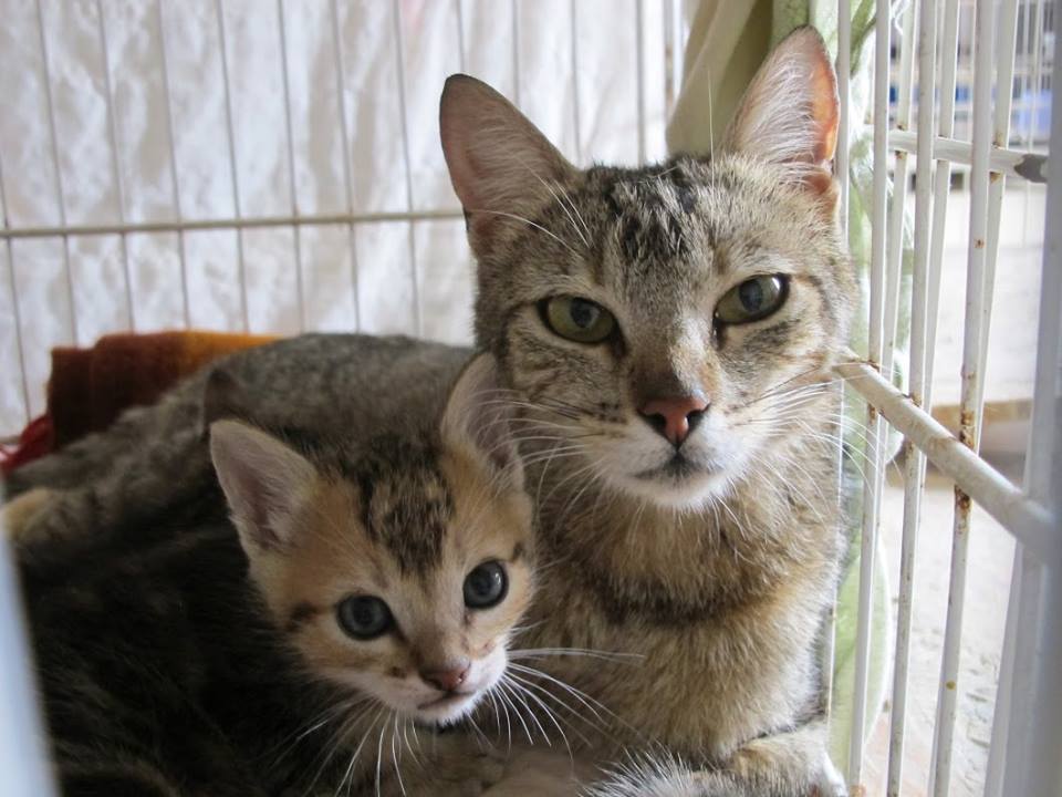 AdoptaGatitos's tweet photo. Mamá #Plata del #ClanRios y #Ganges, uno de sus bebés, les desean un hermoso domingo <3 http://t.co/fhHbYWtgIo