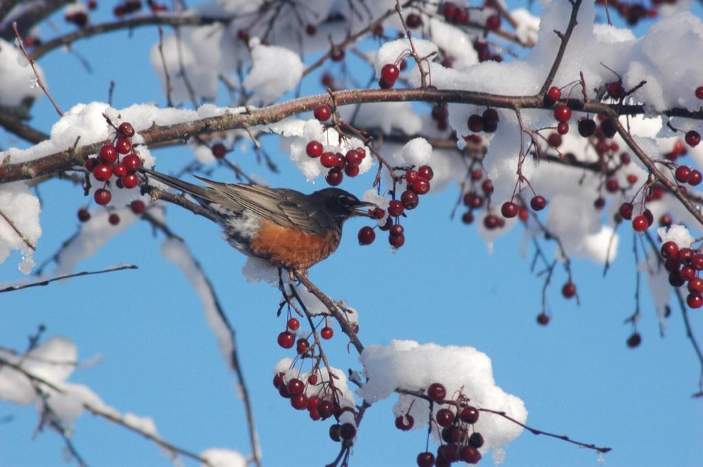 PoppaGMunny's tweet photo. #SnowRobin #Time2FlySouth http://t.co/lzagfFfzXl