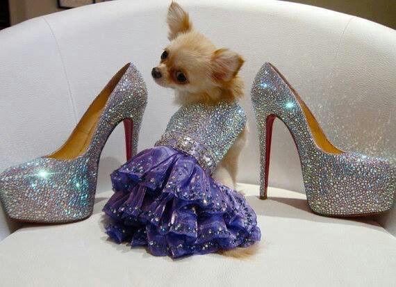 I need everything in this picture 😊👍 #puppylove #louboutins http://t.co/kYiokG95Ss<a href="/tag/puppylove"class="tags">#puppylove</a><a href="/tag/louboutins"class="tags"><span>#louboutins</span></a>
