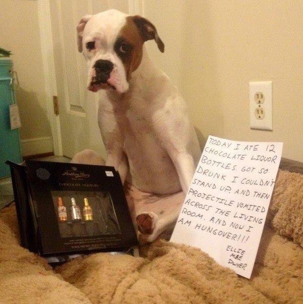 JusticeTheBoxer's tweet photo. lmao “@emmarussko: @mandamooangel @mandamoo23974 #BoxerNation #boxerdog #naughtyboxer http://t.co/TyTJBzLxSN”