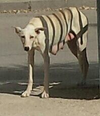 Se han llevado a sus #cachorros y se ha quedado sola, riesgo de mastitis! #hellin, #albacete #galgo @GALGPOD