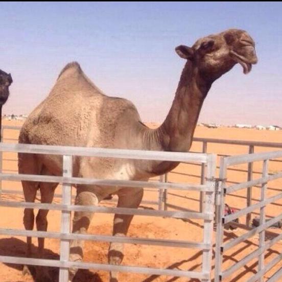 خطامه بنت نوماس 
ملك مبلش المرزوقي البقمي