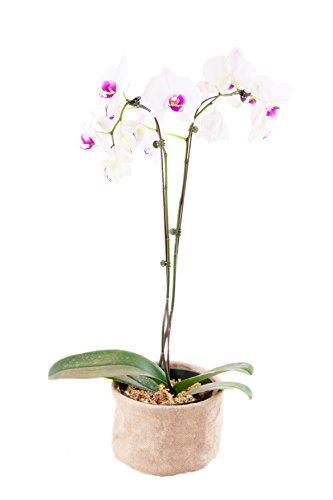 YourFlowersUS's tweet photo. Fluttering White Moth Orchid, Burlap Pot Cover - http://t.co/fKt6sTStMf http://t.co/xx1YEAodSz