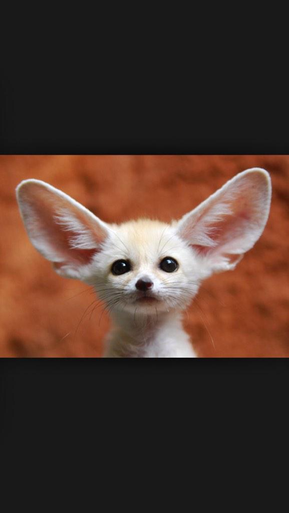 LewisRayner12's tweet photo. @LilliePupHQ1 also look at these WHAT it's CUTE http://t.co/9U6k1AP27U
