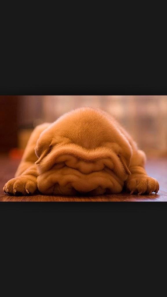 LewisRayner12's tweet photo. @LilliePupHQ1 also look at these WHAT it's CUTE http://t.co/9U6k1AP27U