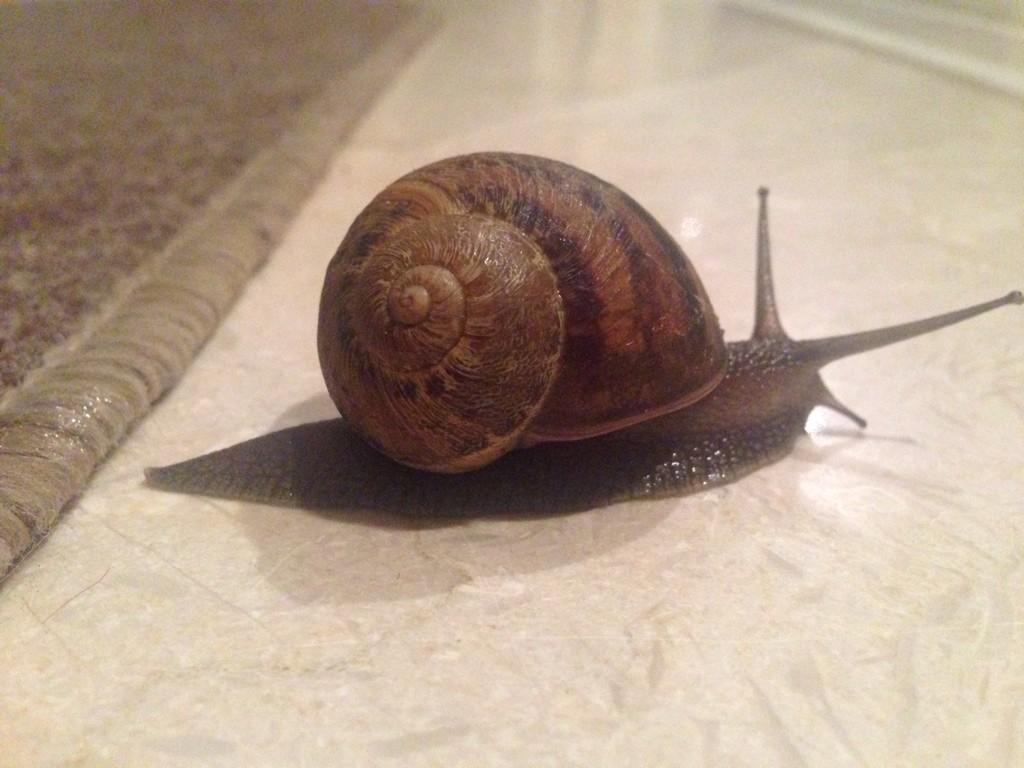 AlanNotSteve tweet picture