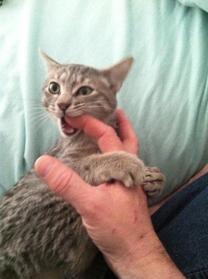 MikeRaces's tweet photo. Human chew toy, I haz you now!!!!! #kittyattack #catfight http://t.co/upWxrjF28E