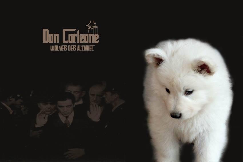 Wolves Des Altariel tweet media