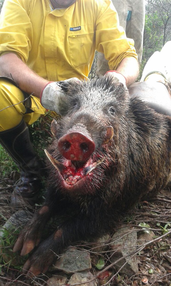 Juanperezsantana tweet media