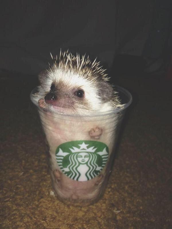 spicyGOBler's tweet photo. Might be the best picture ever #need @dlangg7 @KKalez http://t.co/PYEjXnMifd