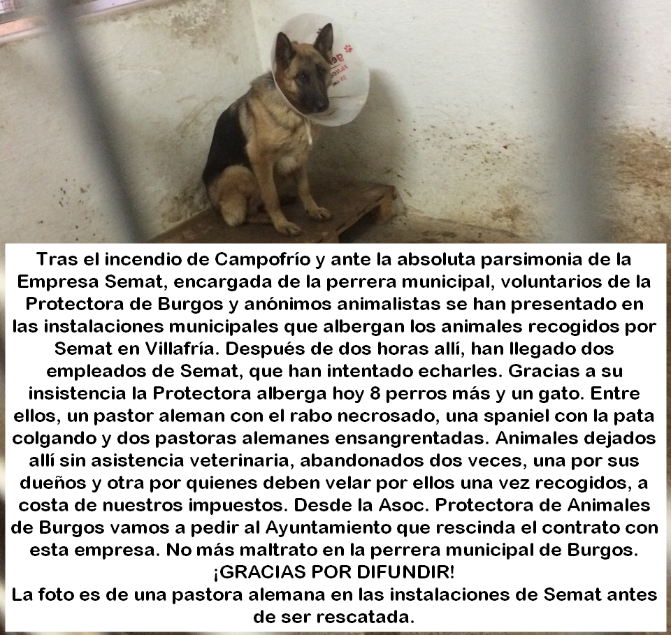 proteburgos's tweet photo. HORROR en la Perrera de #burgos: http://t.co/9aCu4QhQLz ¡¡AYUDA!! #incendiocampofrio @diariodeburgos @PartidoPACMA http://t.co/8ok1ACMqBA