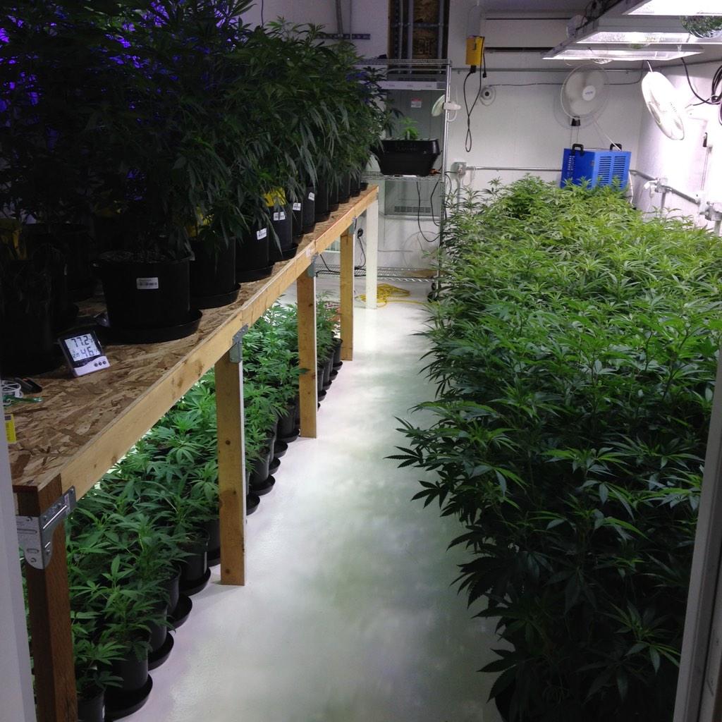 GreenRushLLC's tweet photo. Keep lookin good ladies👑 #VegRoom #GreenRush http://t.co/AxkHCI4OxR