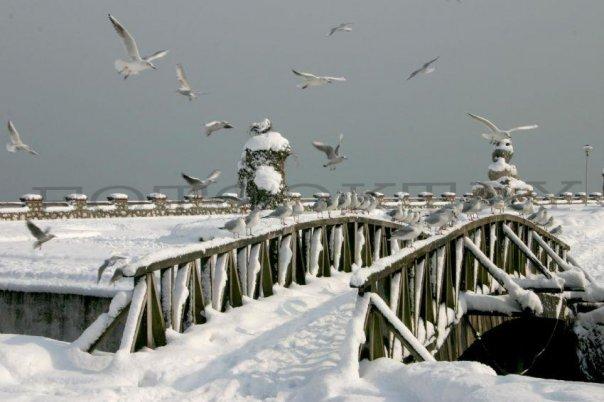 Songül Biga Artuk tweet media