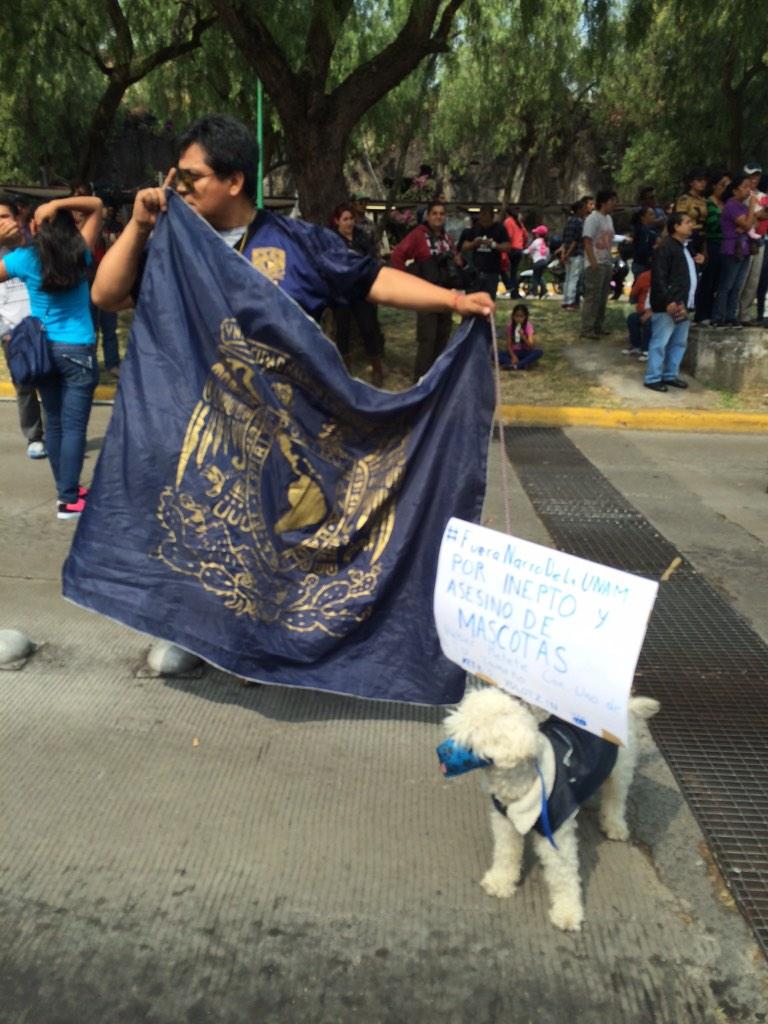 fayamca's tweet photo. Integrantes de la #marchaCU acudieron acompañados de sus mascotas @PublimetroMX http://t.co/SrpHFP0X19