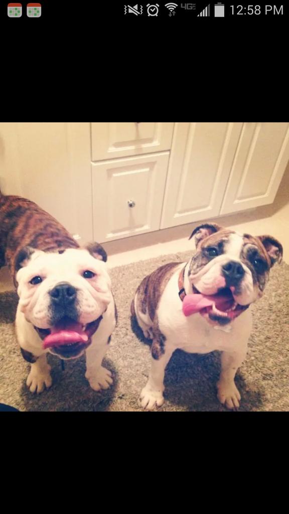 brothers! <a href="/JessFletcher32/">Jessica Hunsucker</a> <a href="/mastersali/">Ali Masters</a> <a href="/awesomeauld2/">Austin Auld</a> #Bulldogs