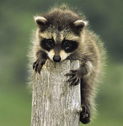 Discovery's tweet photo. #AnimalOfTheDay: Procyon lotor, better known as the raccoon! http://t.co/u1egsbepU6 http://t.co/ygpE4eVFIi