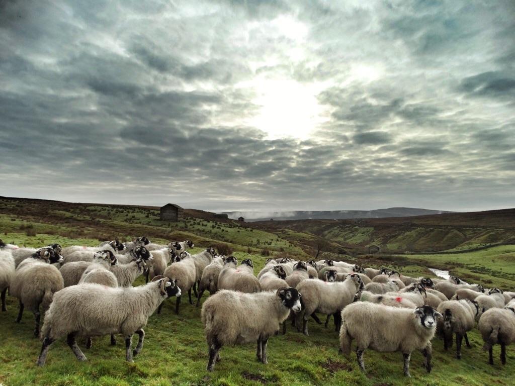AmandaOwen8's tweet photo. There is a lot of ground to cover during tupping time as each flock is kept separate. http://t.co/YJqA6OmAKb