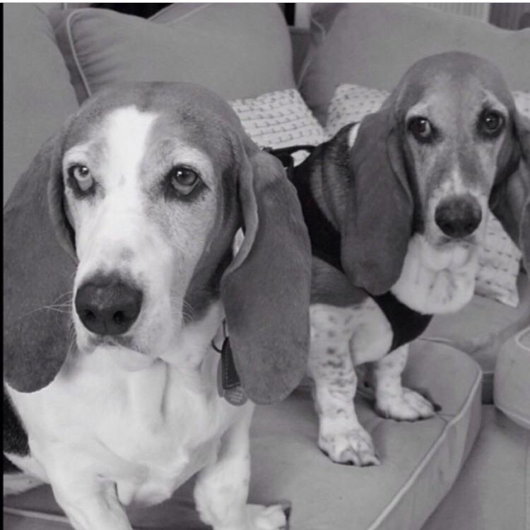 Happy Sunday!! #MaxiandBella #RescueDontBuy #MDLLA