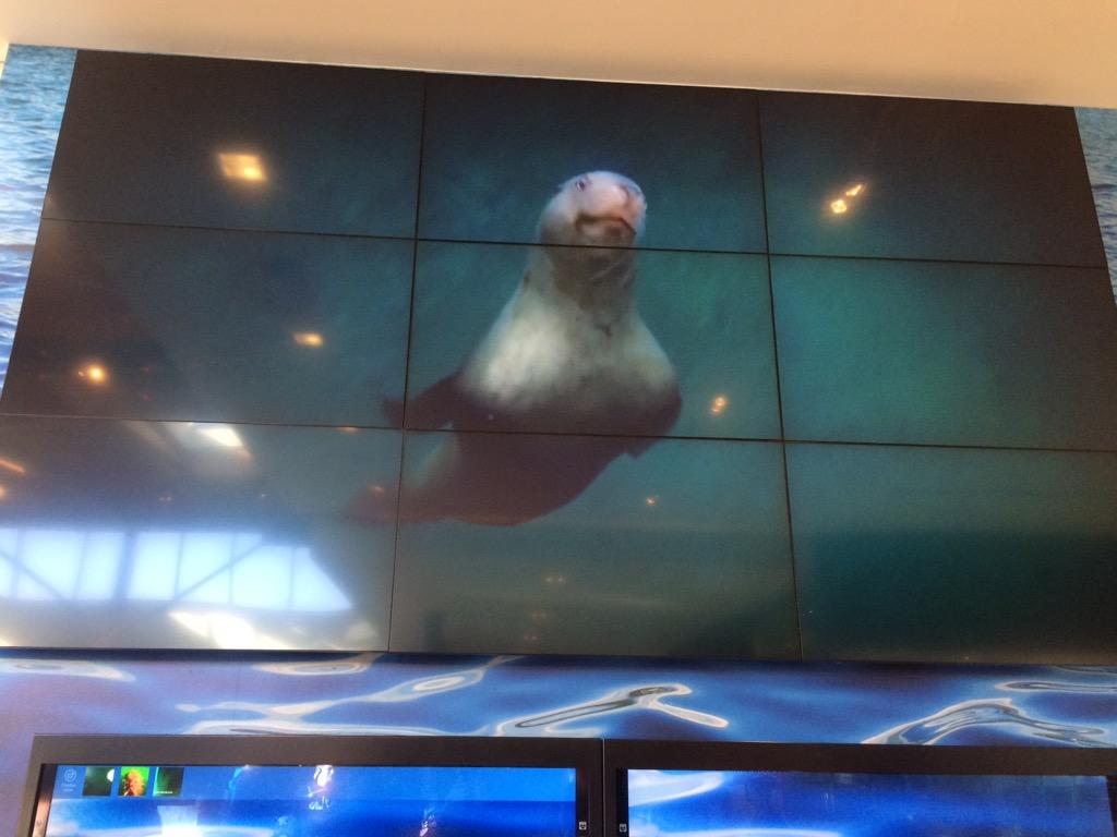 mich_ochsner's tweet photo. go check out #oceanwall at hillside mall 🎉☺️ #yyj http://t.co/UBekSzz8O6