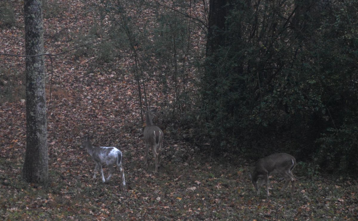 katznhund's tweet photo. The cool deer was back today. http://t.co/MneckcDFnG