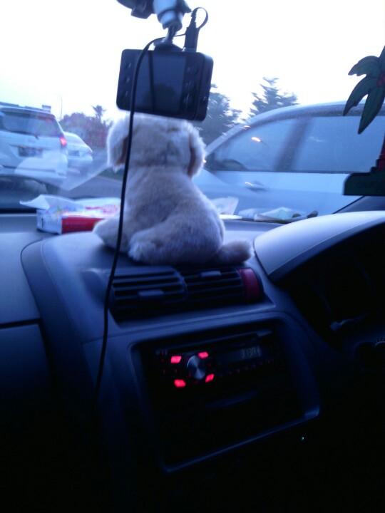 sansansusanz's tweet photo. Itu boneka anjing sp ya yg all ikt di mbl Ryn..hehehe http://t.co/qCyhJXydP1