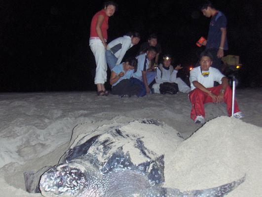 Todos somos #Kutzari  #tortugas #amamos las tortugas