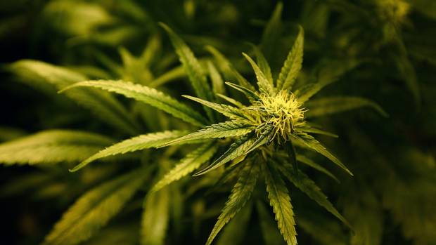 BelTel's tweet image. Cannabis extracts can 'dramatically slow growth of brain cancer tumours' belfasttelegraph.co.uk/news/health/ca…