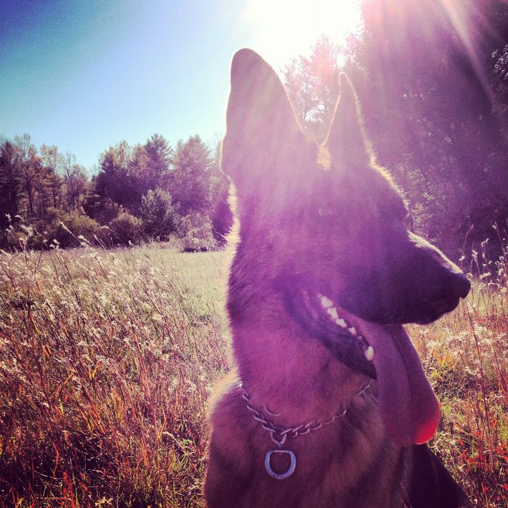 Love this pooch! #Fall