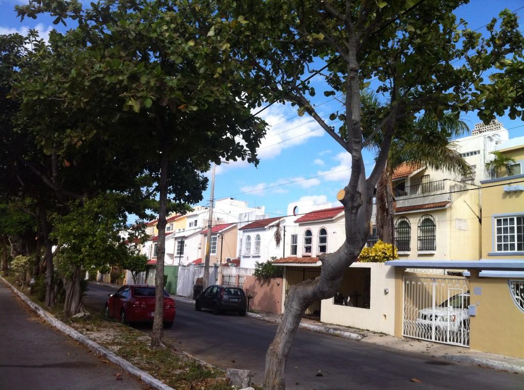 Excelente trabajo de poda de Arboles en Cacun, Muchas Gracias <a href="/PaulCarrillo2/">Paul Carrillo</a>