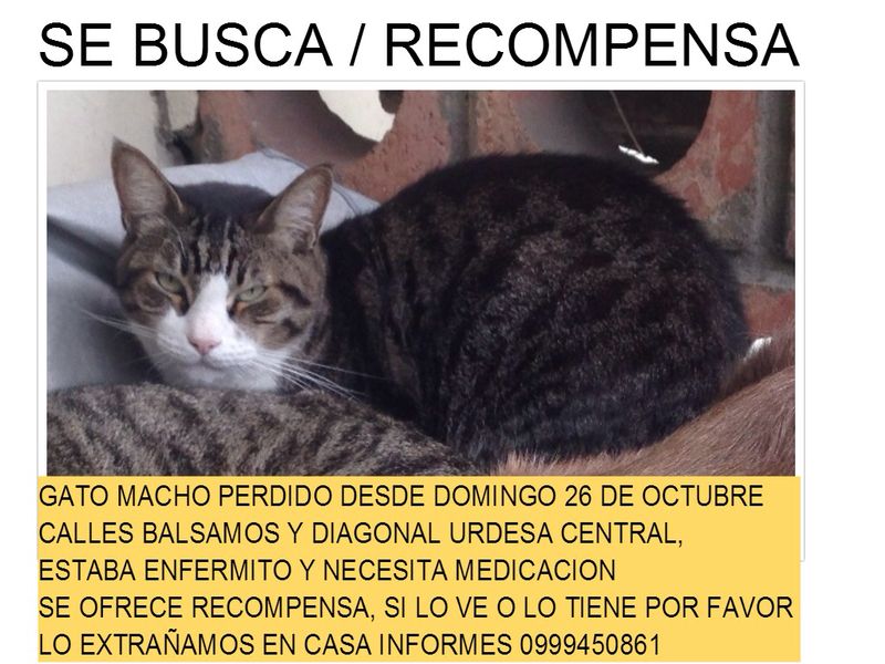 MarthaTRXRUNNER's tweet photo. Se busca este gatito, se perdio en Urdesa, si lo encuentran o saben quien lo tiene, llamen al cel @ursulastrengech http://t.co/0In3H7aa1d