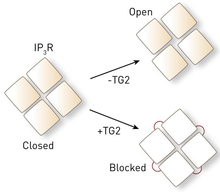 NeuroscienceNew's tweet photo. Locking Shut the Calcium Channel http://t.co/RnswpRV8Zp #science #neuroscience http://t.co/XBE0Zmz8FI