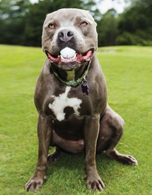 GolfDigest's tweet photo. "If golf embraced dogs, think of the problems this would solve." http://t.co/QFNJ11qUQv http://t.co/rdqsEks9eh