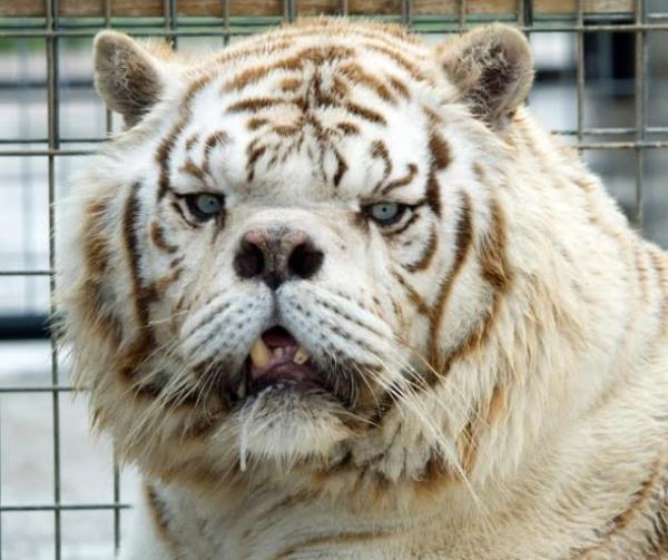 TardyAnimals's tweet image. Tiger with Down syndrome!! It's drooling! I can't even!