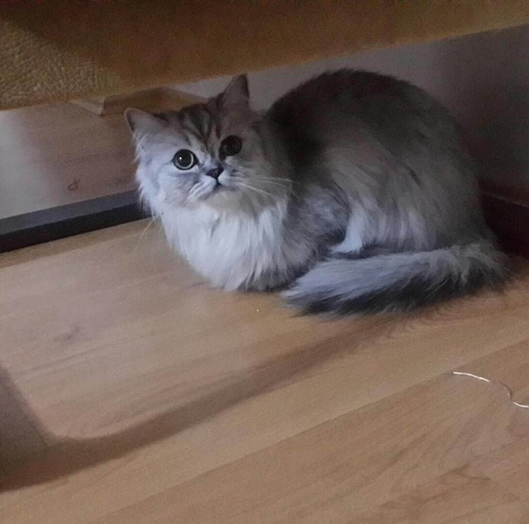fubugra's tweet photo. Bu kedi görünümlü işid militanını da tanıdım ya; anladım ki ben dünyanın en iyi kedisinin sahibiyim. http://t.co/AO1BtquBKo
