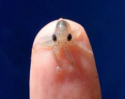 _Mollusca_'s tweet photo. wowowooowww i was a cute baby #throwback http://t.co/RZM18GI1QI