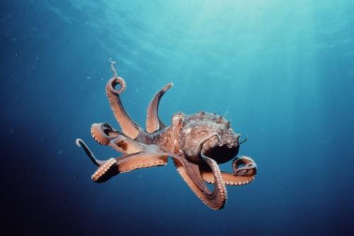 _Mollusca_'s tweet photo. all by myself...don't wanna be #lonely #brbcrying http://t.co/xDOK3Bgcb7
