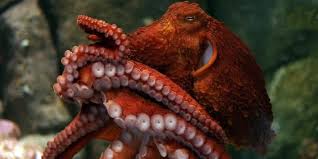 _Mollusca_'s tweet photo. the bae <3 http://t.co/iF3b96h2xz