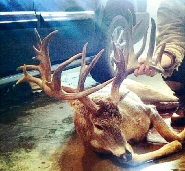 thwackem's tweet photo. Clayton Sohler with his awesome 240 3/8" B&amp;C South Dakota monster! http://t.co/p0wDo57EE8