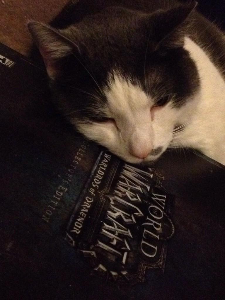 QuotedNevermore's tweet photo. Smudge couldn't handle #WODLaunch weekend! What a noob! ;) @Warcraft @BlizzardCS @michelemorrow #CatsOfTwitter http://t.co/Zkd2CT5HMk