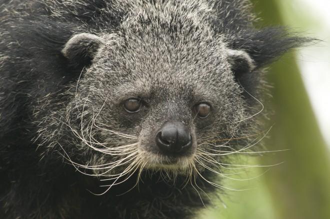 This is the binturong (also known as the bearcat). They smell like popcorn.
