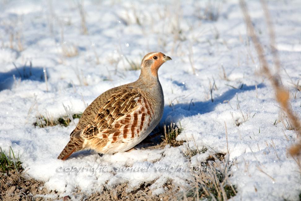 WildReflections's tweet photo. #Hungarian #partridge #GrayPartridge #birds http://t.co/SGnf2GCibI
