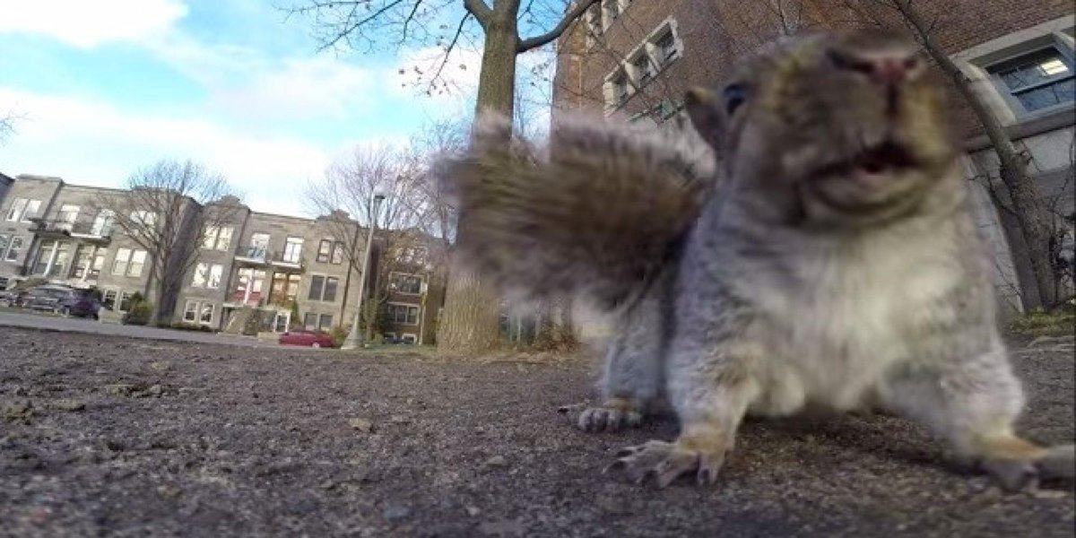 RouteurNews's tweet image. VIDÉO. Un #écureuil s'empare d'une #caméragopro et la #laissetomber du haut d'un arbre  routeurnews.com/bjDS