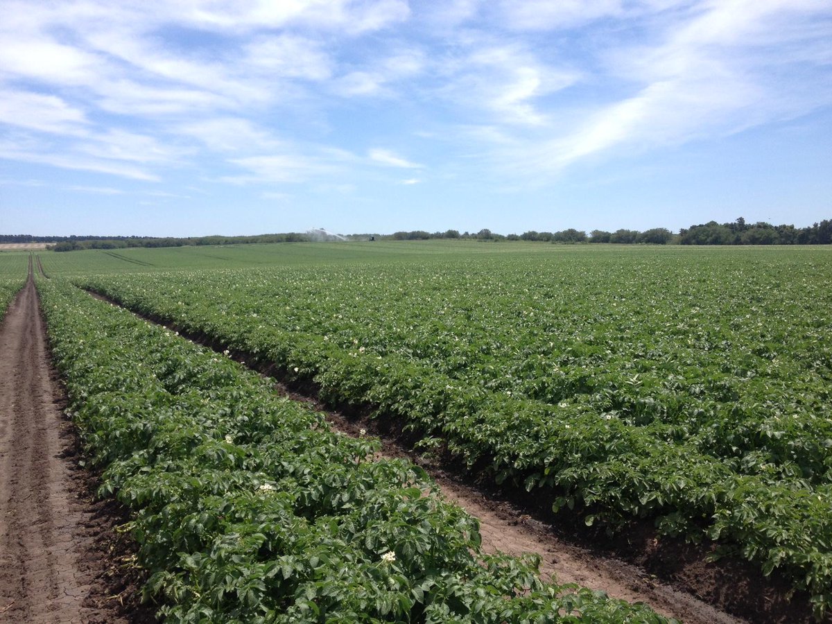 Workshops of K2K trainers about soil and root development in potato crops in Argentina <a href="/Aeres_Dronten/">Aeres Farms</a> @PPO_AGV