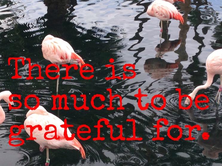 CaddyWraps's tweet image. Gratitude and thanks.